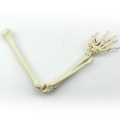 JOINT11 (12358) Medizinische Anatomie Mensch Oberarm Skelettmodelle, Gelenkarm Skelettmodell